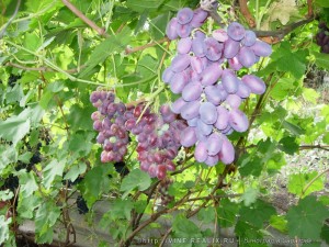 Сорт винограда Ризимат