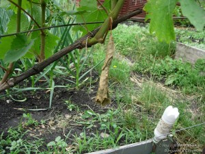 Свернутый трубковертом лист на кусту винограда