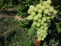 Сорт Винограда "Лора" - Саженец второго года вегетации. Сигнальная гроздь.