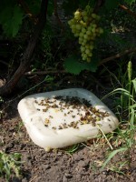 Ловушка для ос из куска пластика, с нанесенным клеем альт под кустом винограда