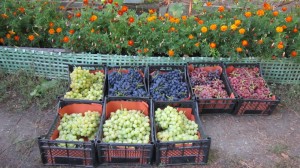 43 кг. винограда из 6-ти сортов поедет на рынок.